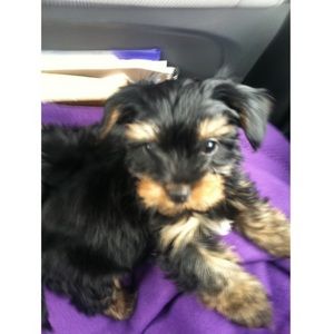 Meet your Posher, Joslyn